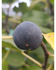 biofeigenbaumkaukasus