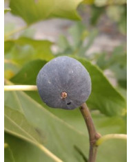 Bio Feigenbaum Kaukasus (*)