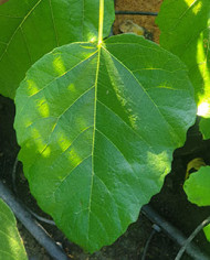 Bio Feigenbaum Kaukasus (*)