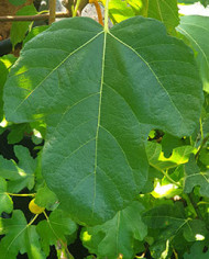 Bio Feigenbaum Kaukasus (*)