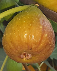 biofeigenbaumkhurtmani