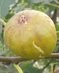 Bio Feigenbaum Khurtmani (*)