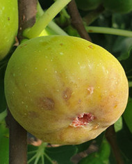 Bio Feigenbaum Khurtmani (*)