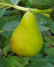 biofeigenbaumking
