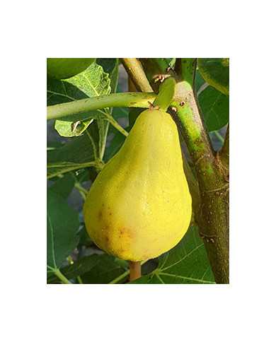 Bio Feigenbaum King (*)