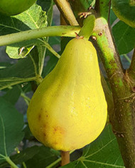 Bio Feigenbaum King (*)