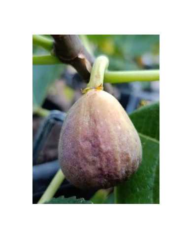 Bio Feigenbaum Kunduz (*)