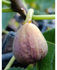 Bio Feigenbaum Kunduz (*)
