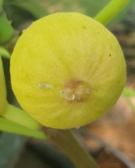 biofeigenbaumlampeirapreta