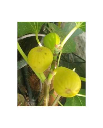Bio Feigenbaum Lampeira Preta (*)