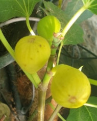 Bio Feigenbaum Lampeira Preta (*)