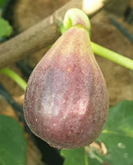 biofeigenbaumlebanesered