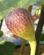 Bio Feigenbaum Lebanese Red (**)