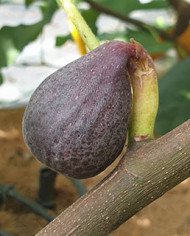Bio Feigenbaum Lebanese Red (**)