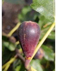 Bio Feigenbaum Lebanese Red (**)