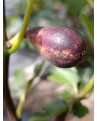 Bio Feigenbaum Lebanese Red (**)
