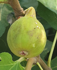 biofeigenbaumlongued'aoutatypique