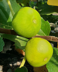 Bio Feigenbaum LSU Gold (*)