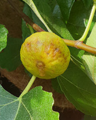 Bio Feigenbaum LSU Gold (*)