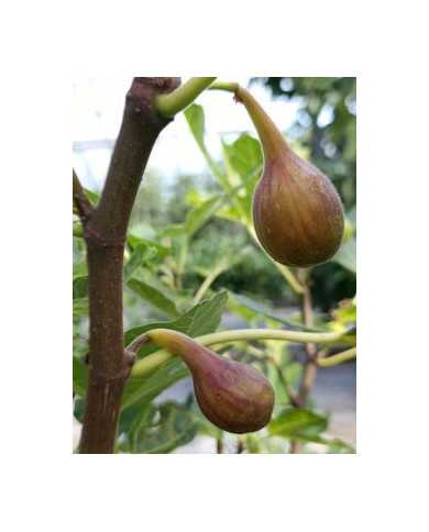 Bio Feigenbaum LSU ORourke (**)