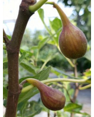 Bio Feigenbaum LSU ORourke (**)