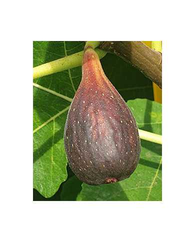 biofeigenbaumlsupurple