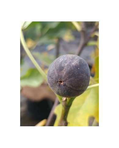 Bio Feigenbaum LSU Purple (**)