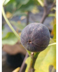 Bio Feigenbaum LSU Purple (**)