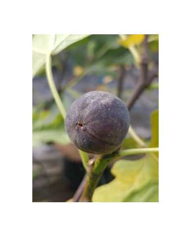 Bio Feigenbaum LSU Purple (**)