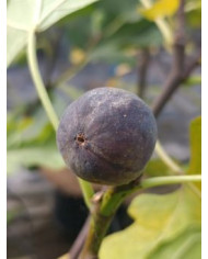 Bio Feigenbaum LSU Purple (**)