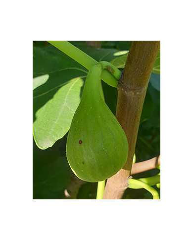 Bio Feigenbaum Lussheim