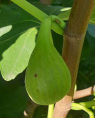 Bio Feigenbaum Lussheim
