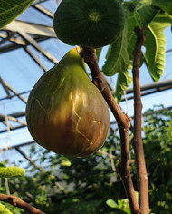 biofeigenbaumpurple