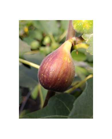 Bio Feigenbaum Radford (**)