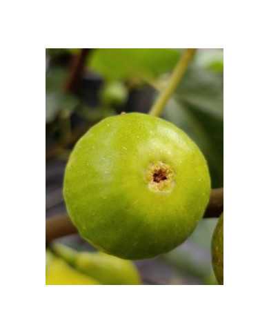 Bio Feigenbaum Reale (*)