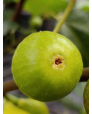 Bio Feigenbaum Reale (*)