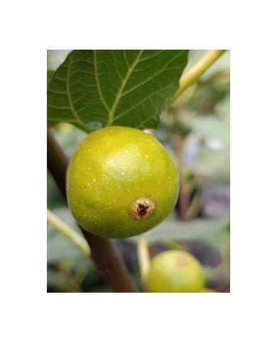Bio Feigenbaum Reale (*)