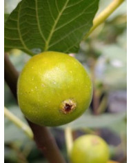 Bio Feigenbaum Reale (*)