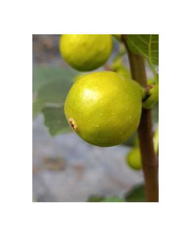 Bio Feigenbaum Reale (*)