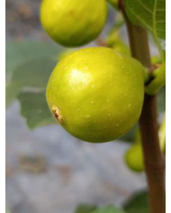 Bio Feigenbaum Reale (*)