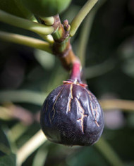 Bio Feigenbaum Ronde Bordeaux