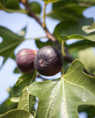 Bio Feigenbaum Ronde Bordeaux