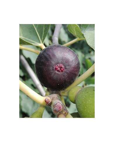 Bio Feigenbaum Ronde Bordeaux