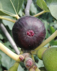 Bio Feigenbaum Ronde Bordeaux