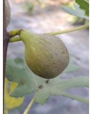 Bio Feigenbaum Roxana (*)
