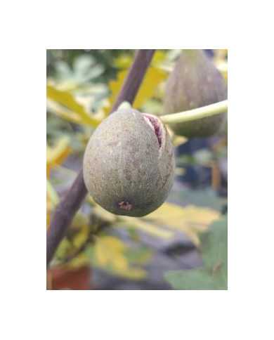 Bio Feigenbaum Roxana (*)