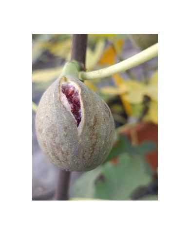 Bio Feigenbaum Roxana (*)