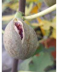 Bio Feigenbaum Roxana (*)