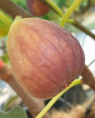 Bio Feigenbaum Sal´s Fig (**)