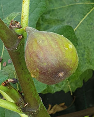 Bio Feigenbaum Sal´s Fig (**)
